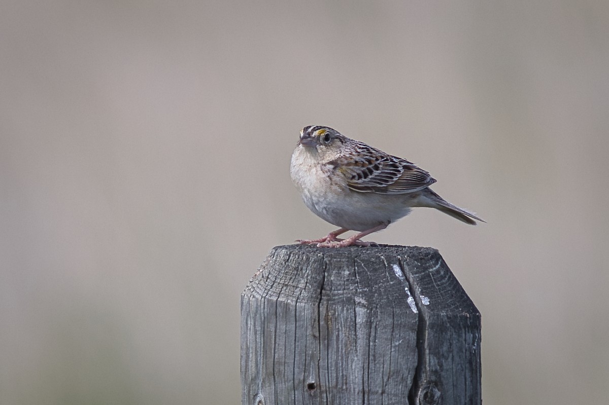 Grasshopper Sparrow - ML638396090