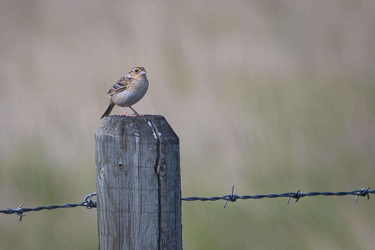 Grasshopper Sparrow - ML638396092