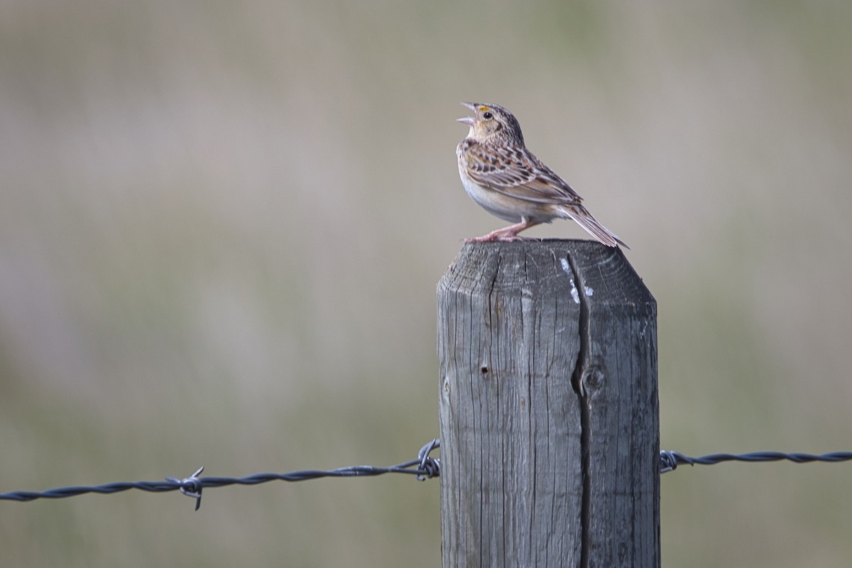 Grasshopper Sparrow - ML638396096