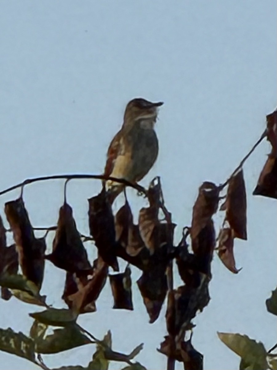 Willow Flycatcher - ML638396197