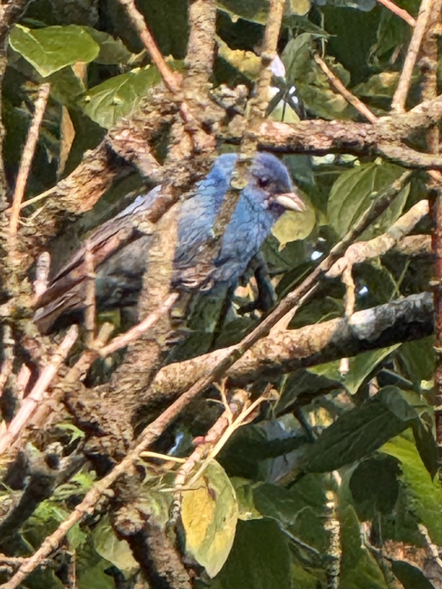 Indigo Bunting - ML638396201