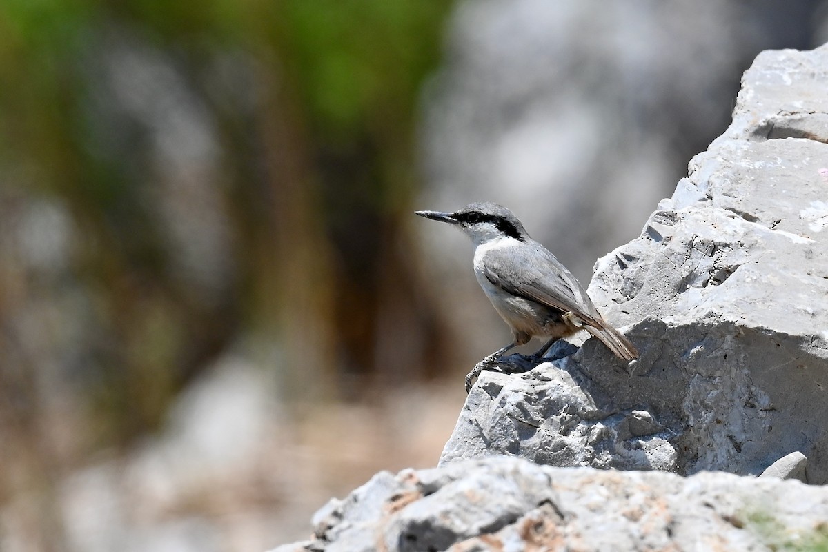 Western Rock Nuthatch - ML638396204