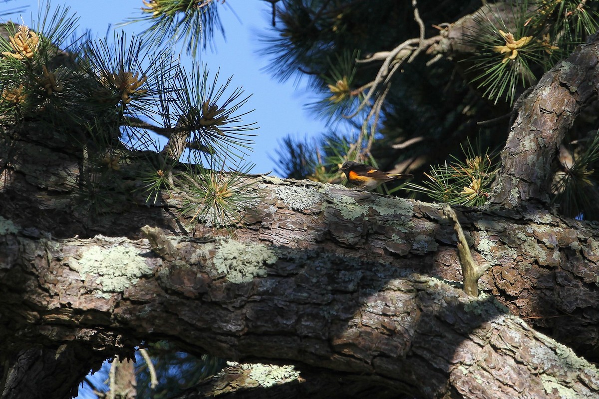 American Redstart - ML638396234