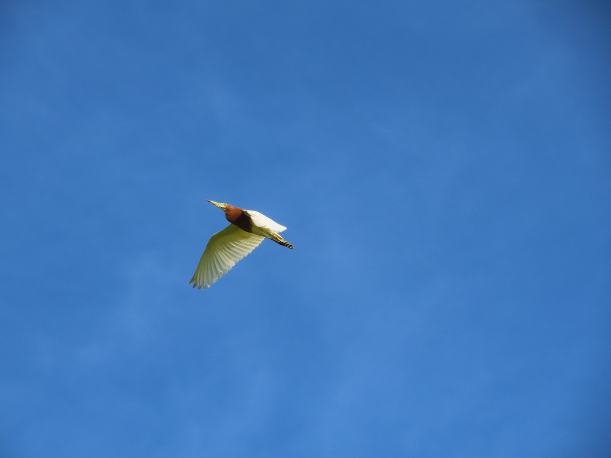 Chinese Pond-Heron - ML638396245