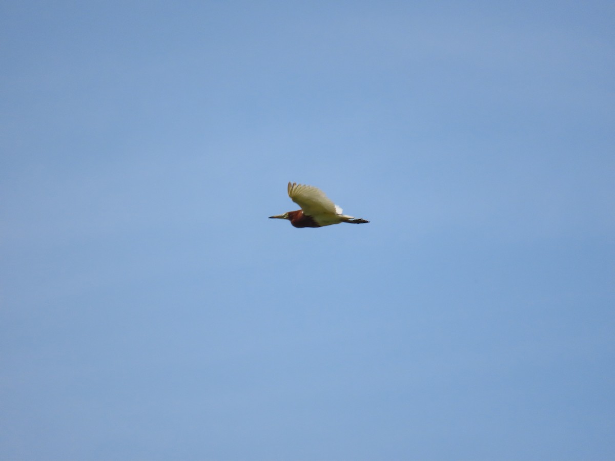Chinese Pond-Heron - ML638396246