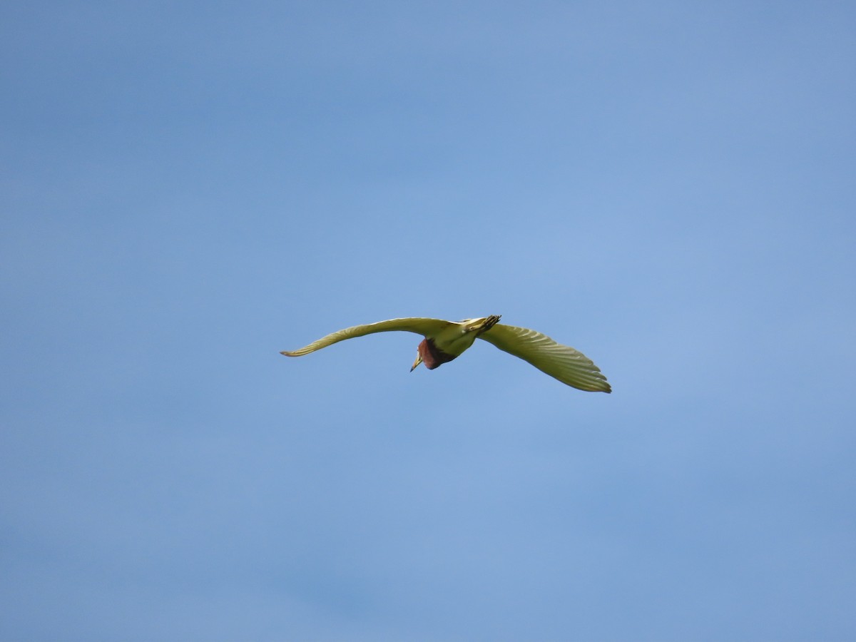 Chinese Pond-Heron - ML638396247