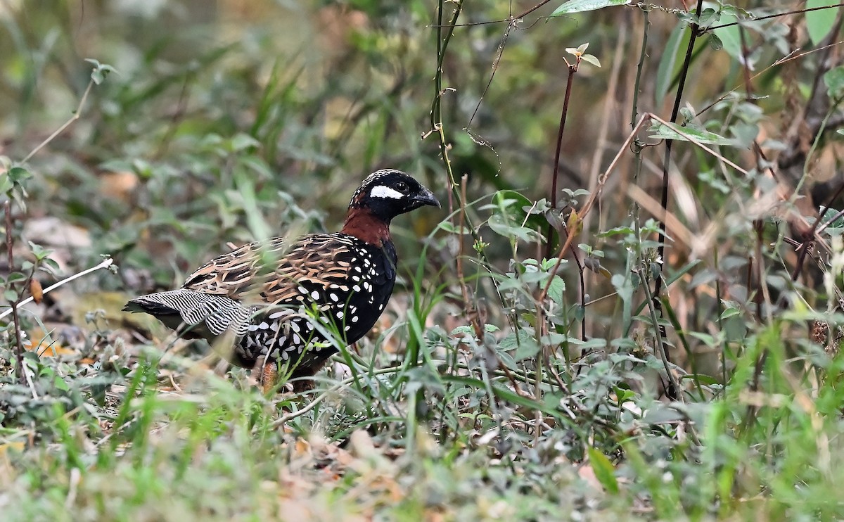 Black Francolin - ML638396261