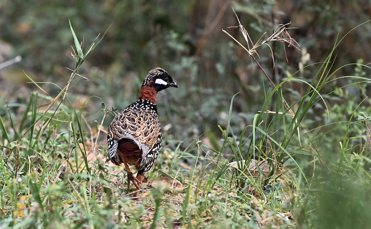 Black Francolin - ML638396262