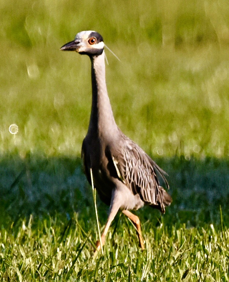 Yellow-crowned Night Heron - ML638396350