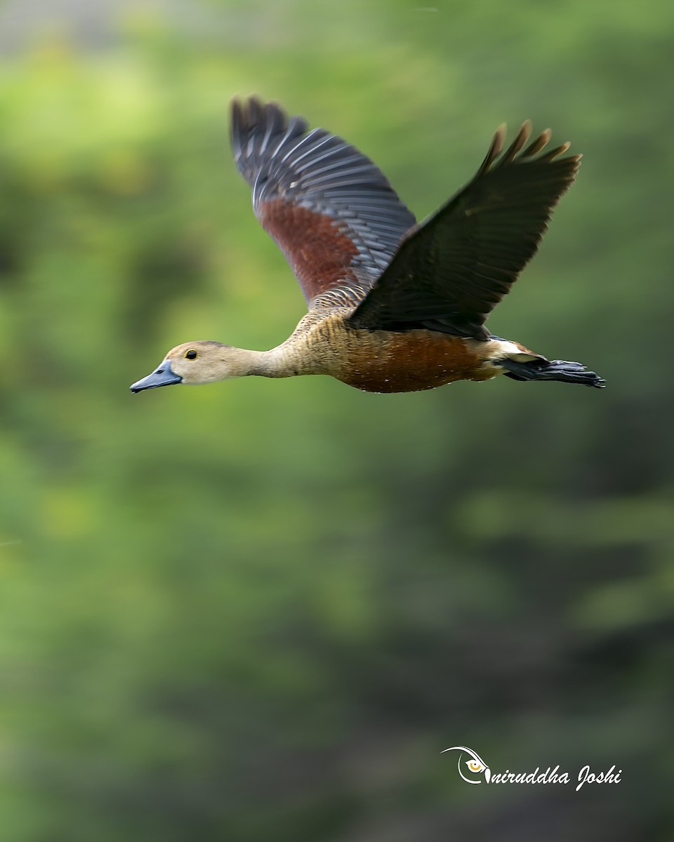Lesser Whistling-Duck - ML638396351