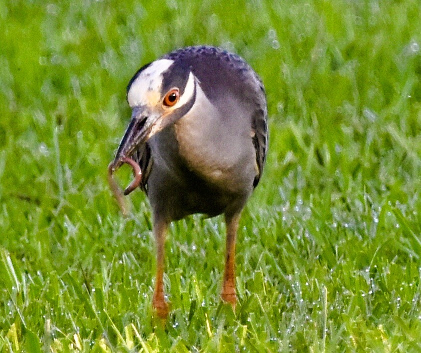 Yellow-crowned Night Heron - ML638396358