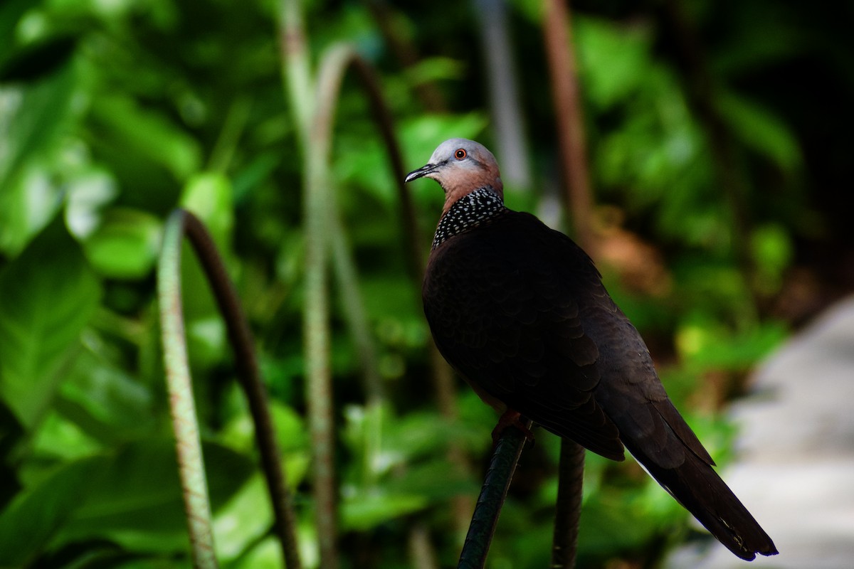 Spotted Dove - ML638396429