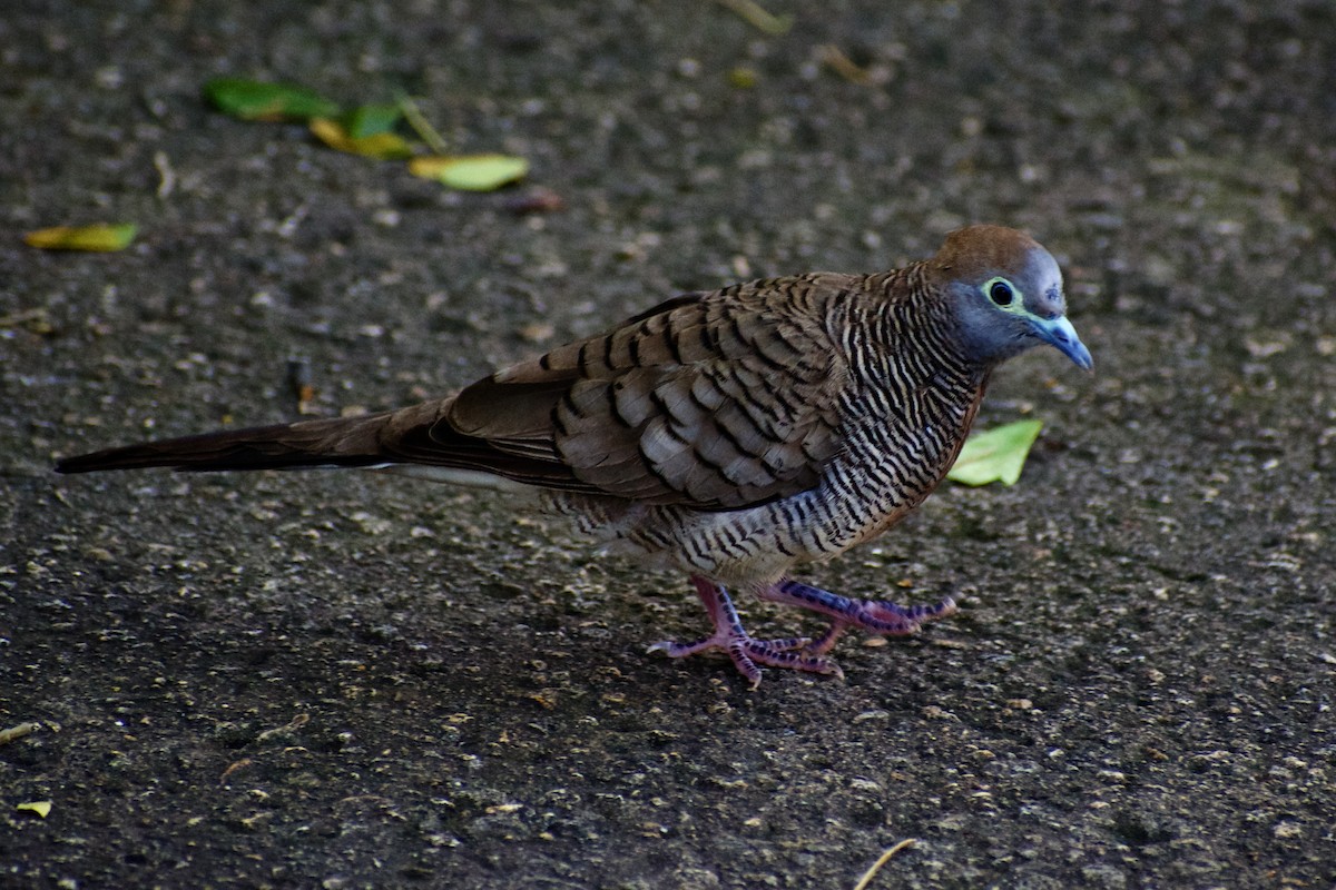 Zebra Dove - ML638396433