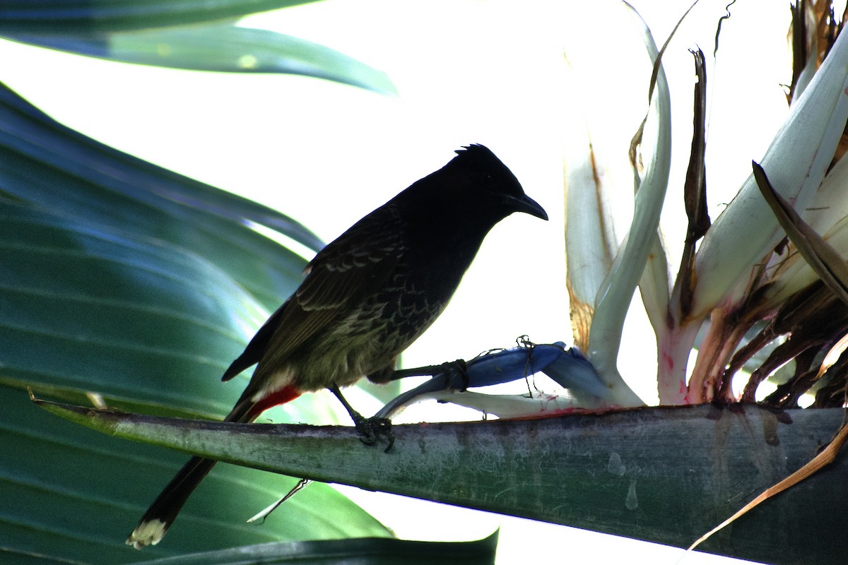 Bulbul ipurgorria - ML638396435