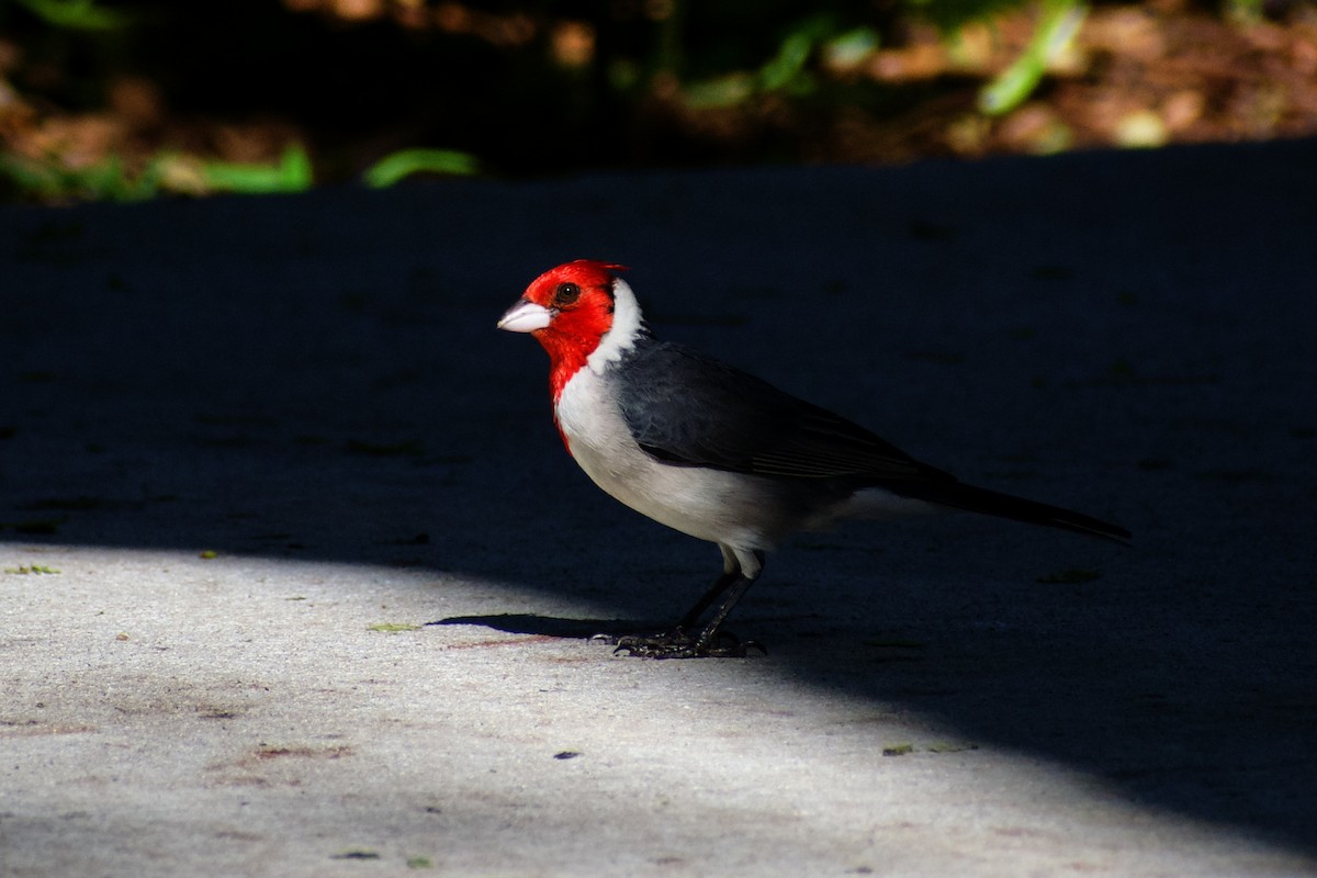 Red-crested Cardinal - ML638396453