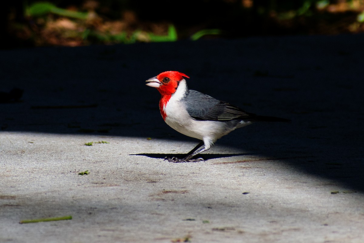 Red-crested Cardinal - ML638396454