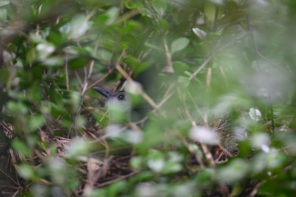 Gray Catbird - ML638396469