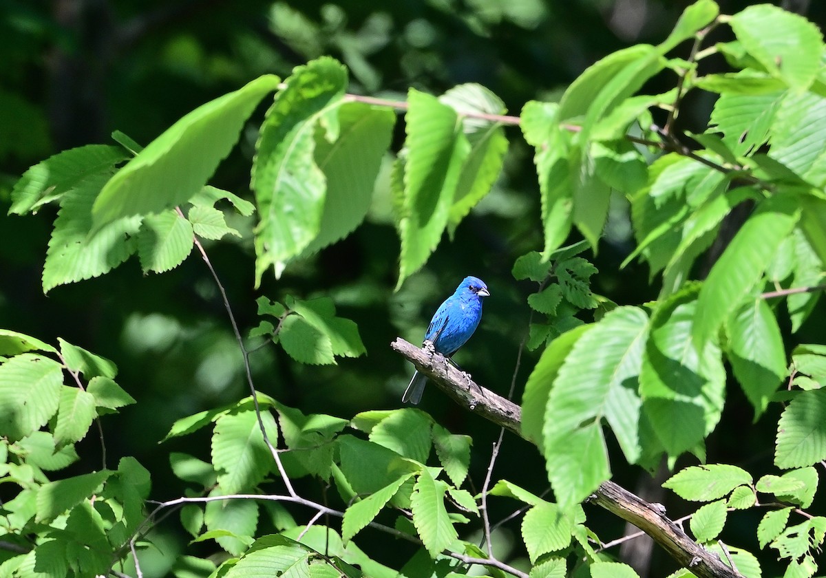 Indigo Bunting - ML638396479