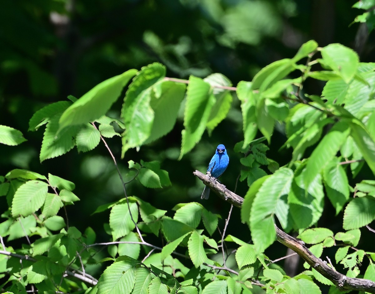 Indigo Bunting - ML638396480