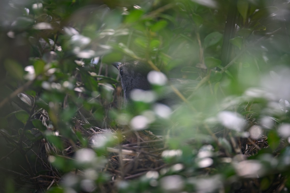 Gray Catbird - ML638396482