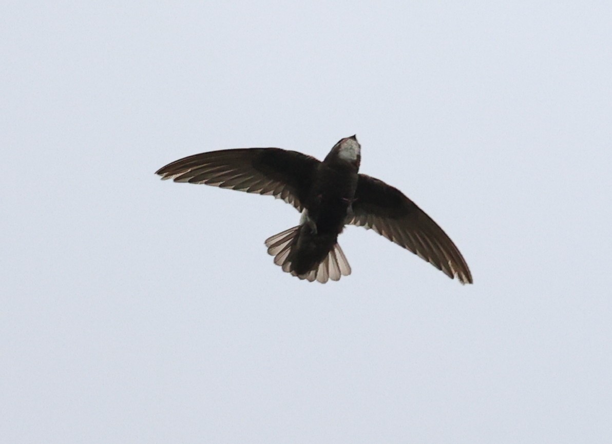 Little Swift - ML638396492