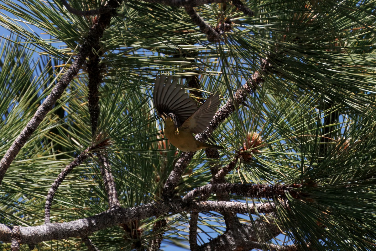 Nashville Warbler - ML638396501