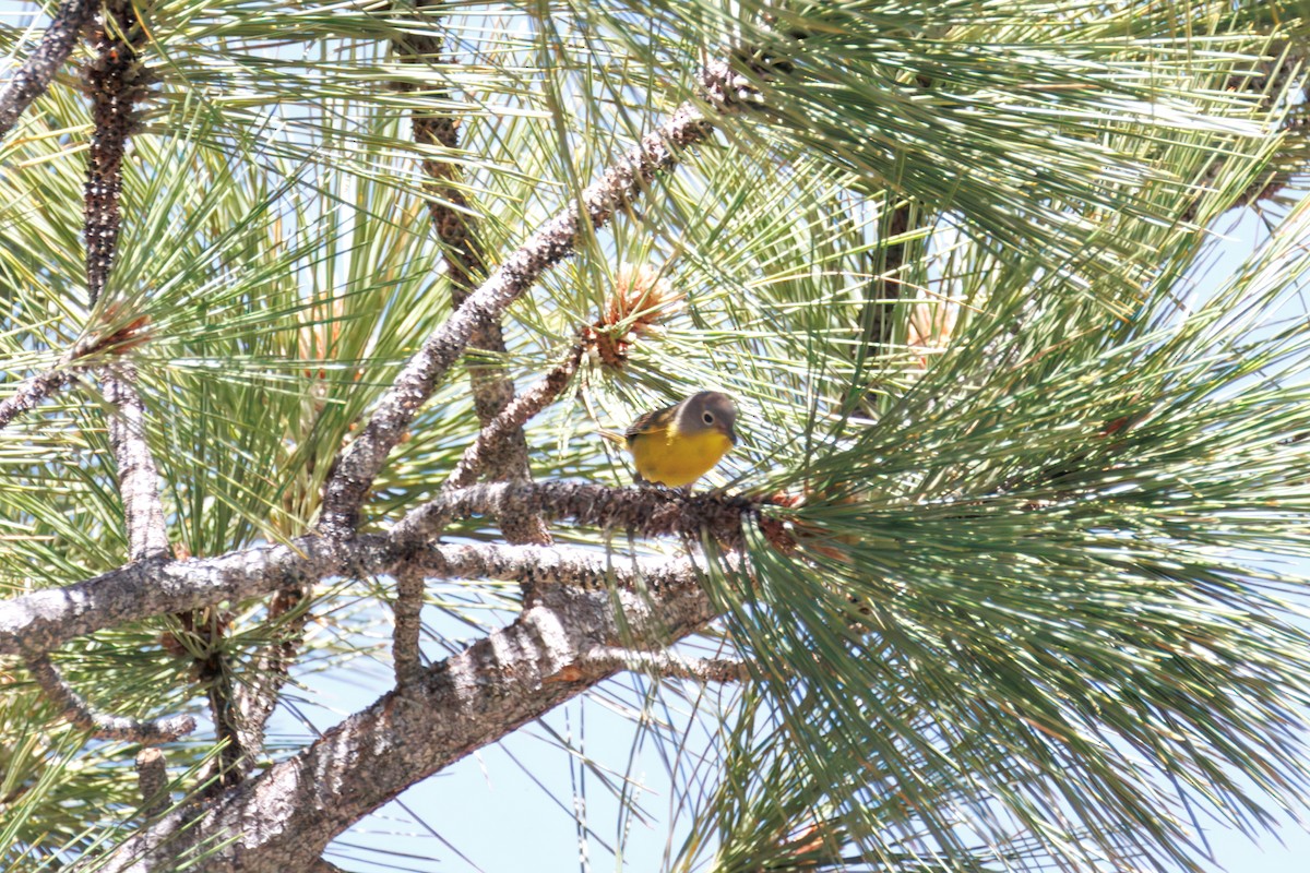 Nashville Warbler - ML638396502