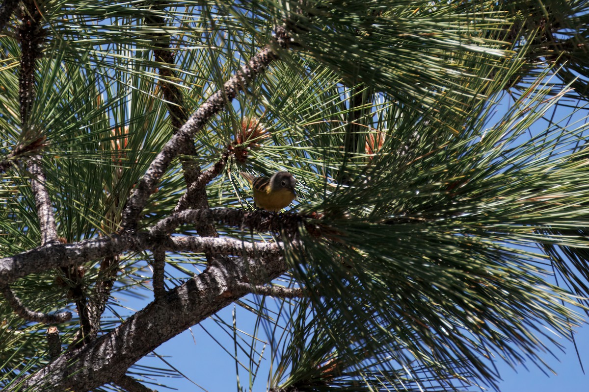 Nashville Warbler - ML638396503