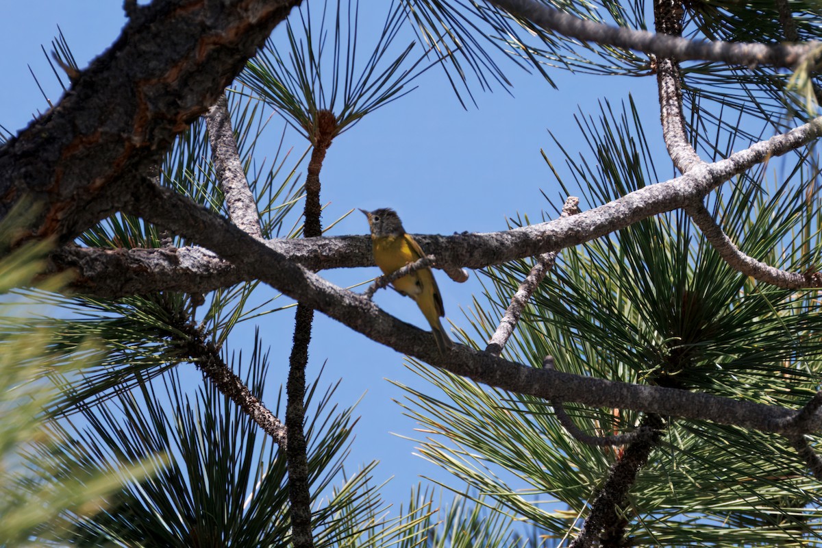 Nashville Warbler - ML638396505