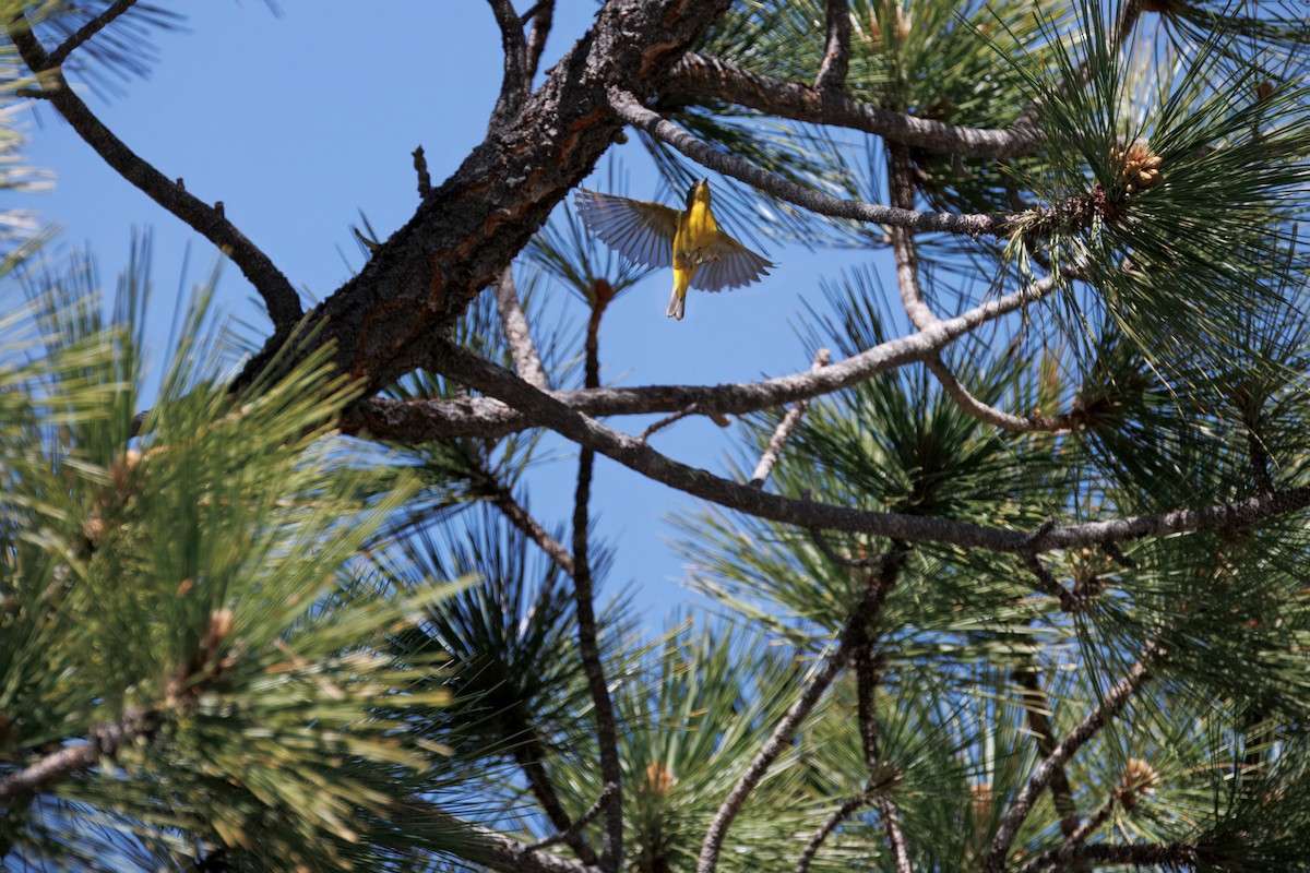 Nashville Warbler - ML638396507