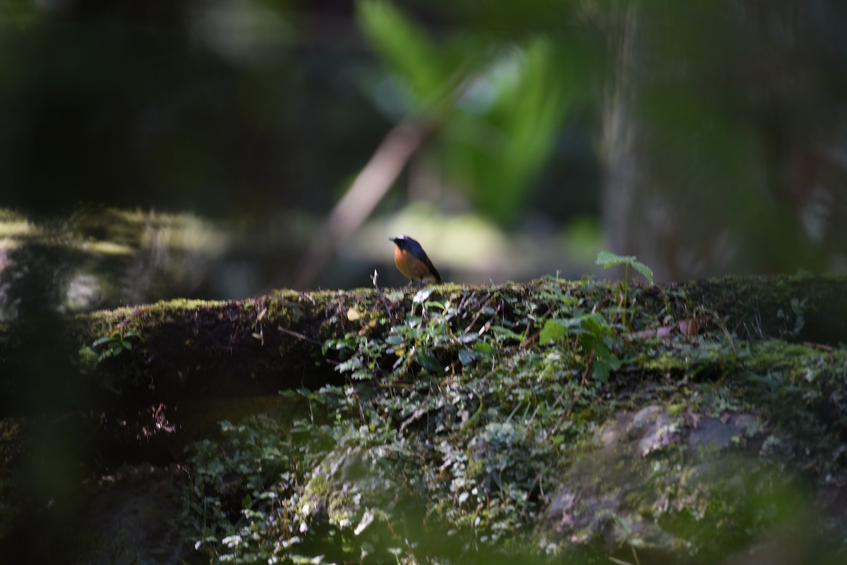 Snowy-browed Flycatcher - ML638396508