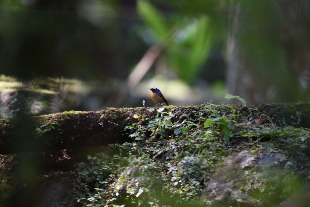 Snowy-browed Flycatcher - ML638396510