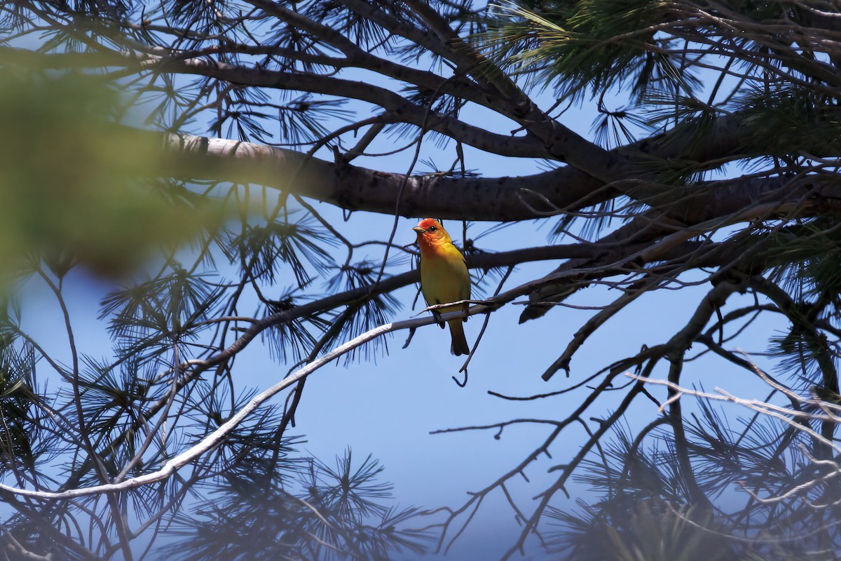 Western Tanager - ML638396534