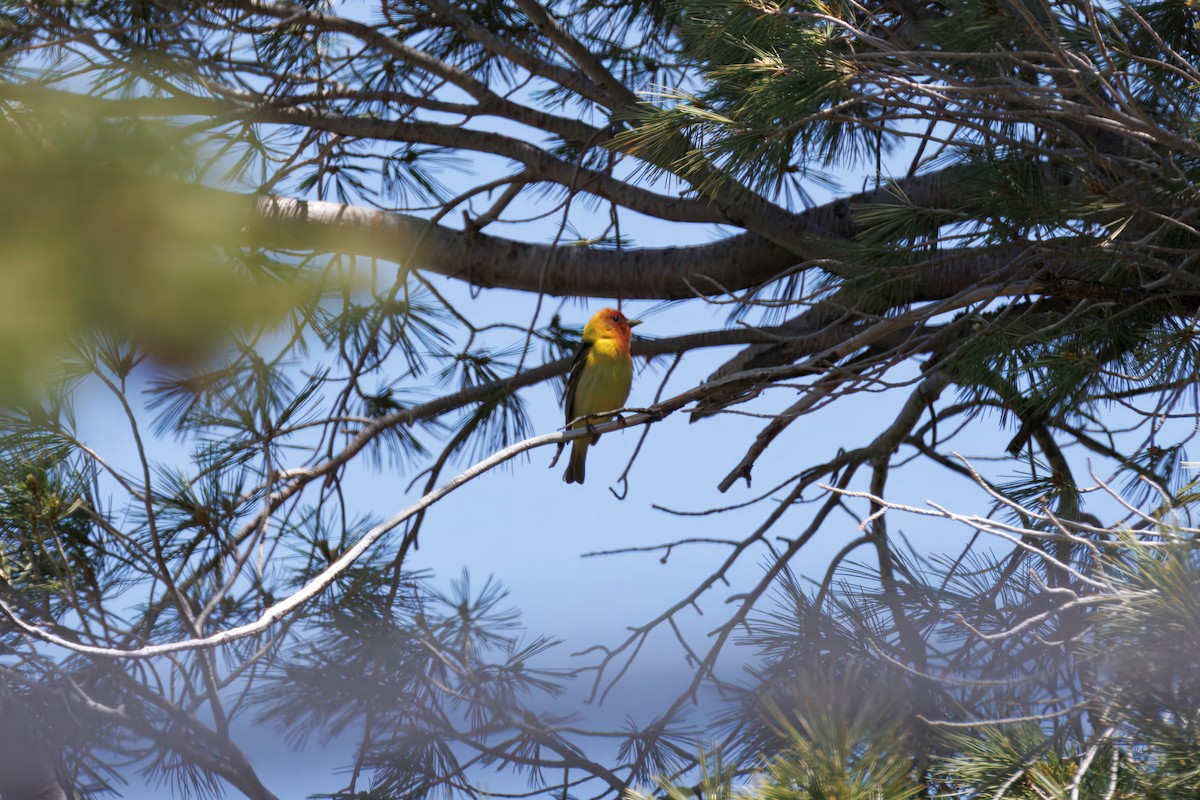 Western Tanager - ML638396542