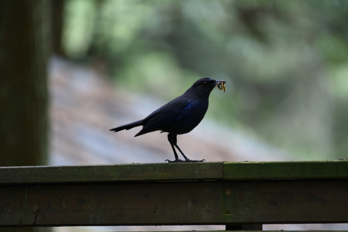 Taiwan Whistling-Thrush - ML638396543