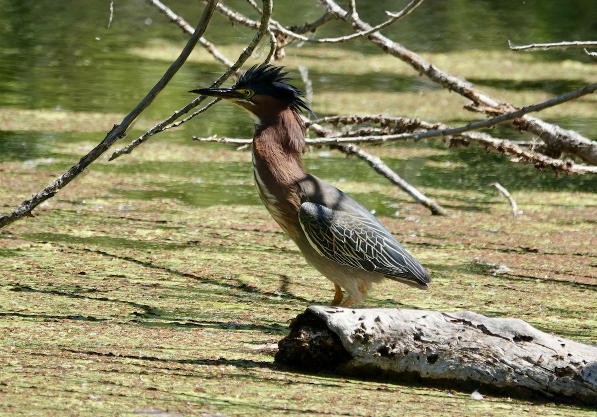 Green Heron - ML638396546