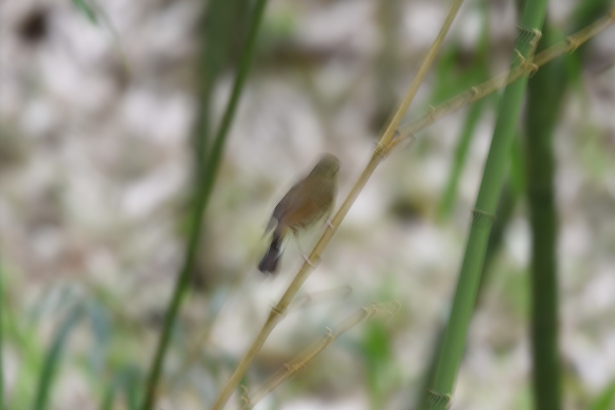White-tailed Robin - ML638396547