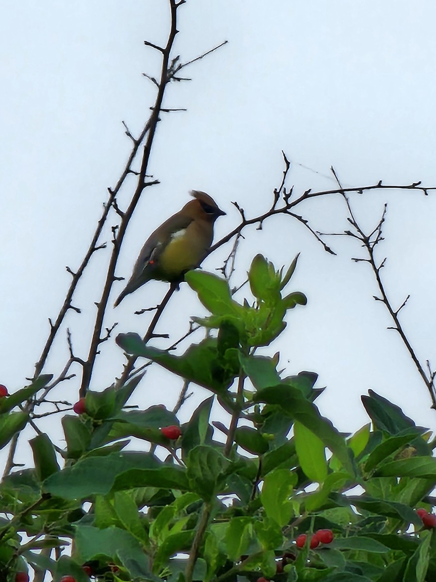 Cedar Waxwing - ML638396548