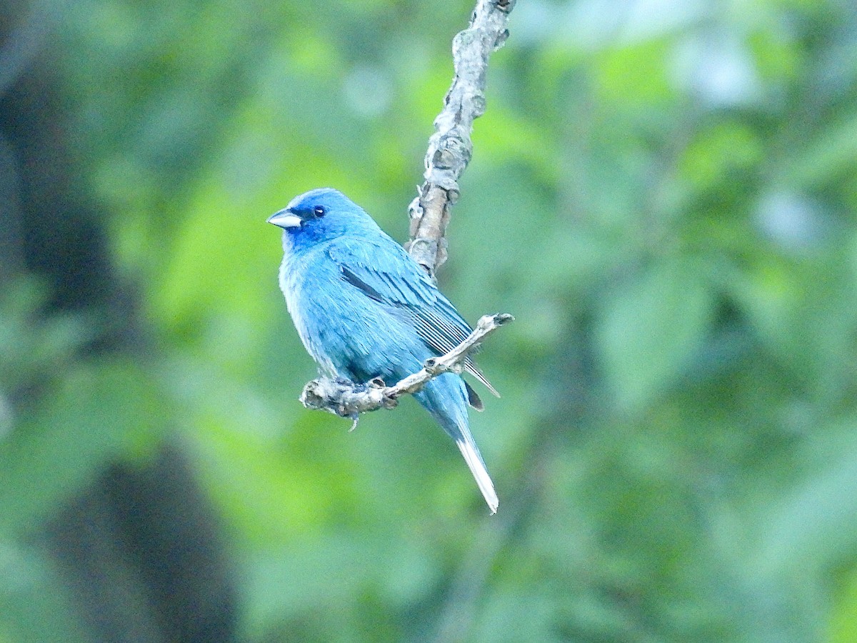 Indigo Bunting - ML638396549