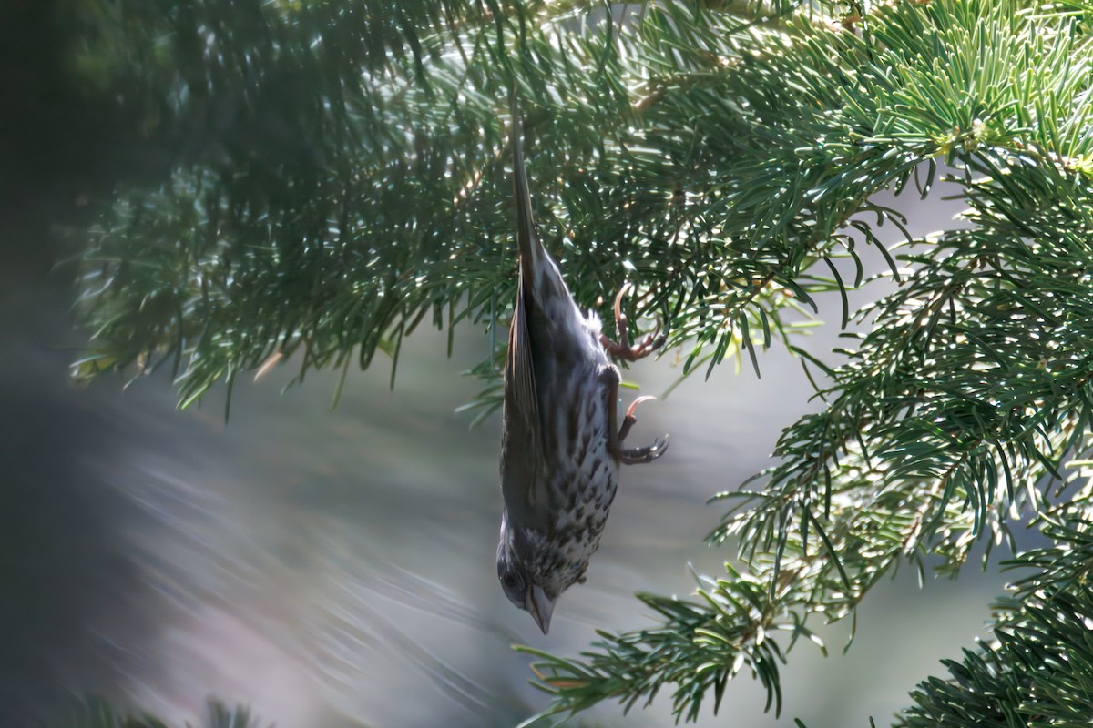 Song Sparrow - ML638396550