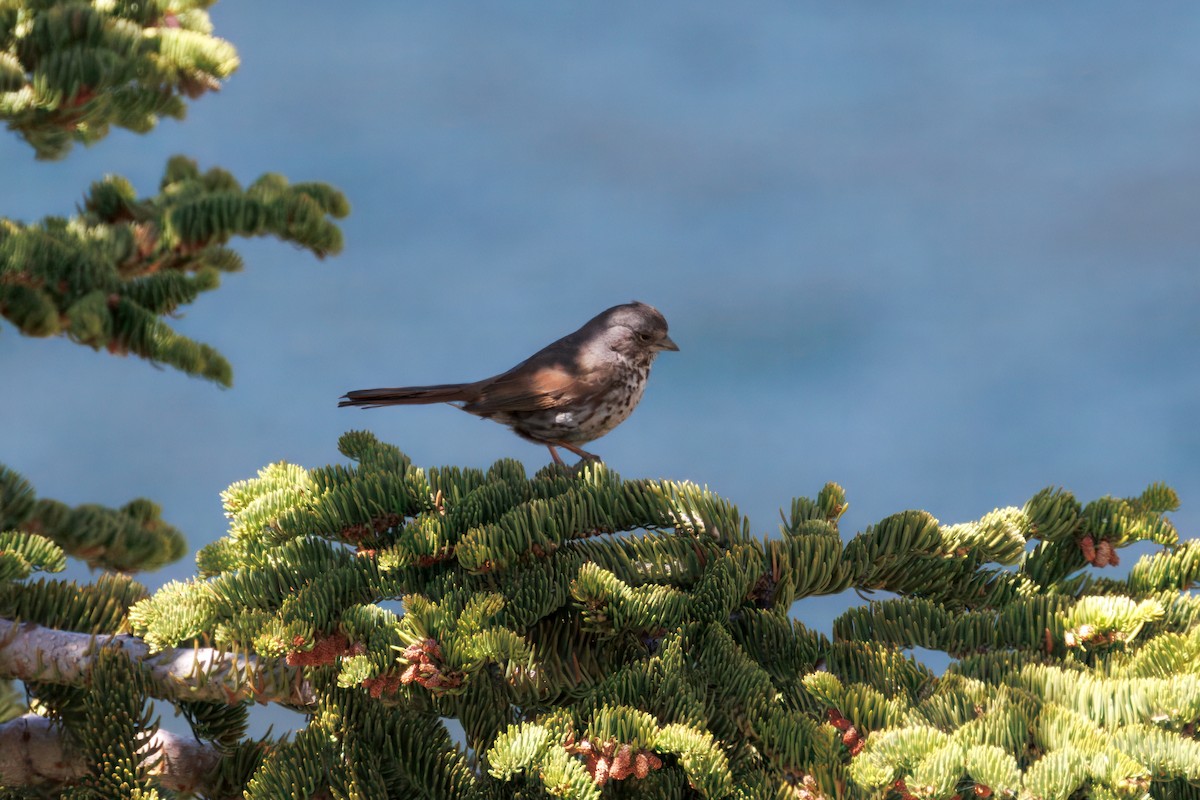Fox Sparrow - ML638396552