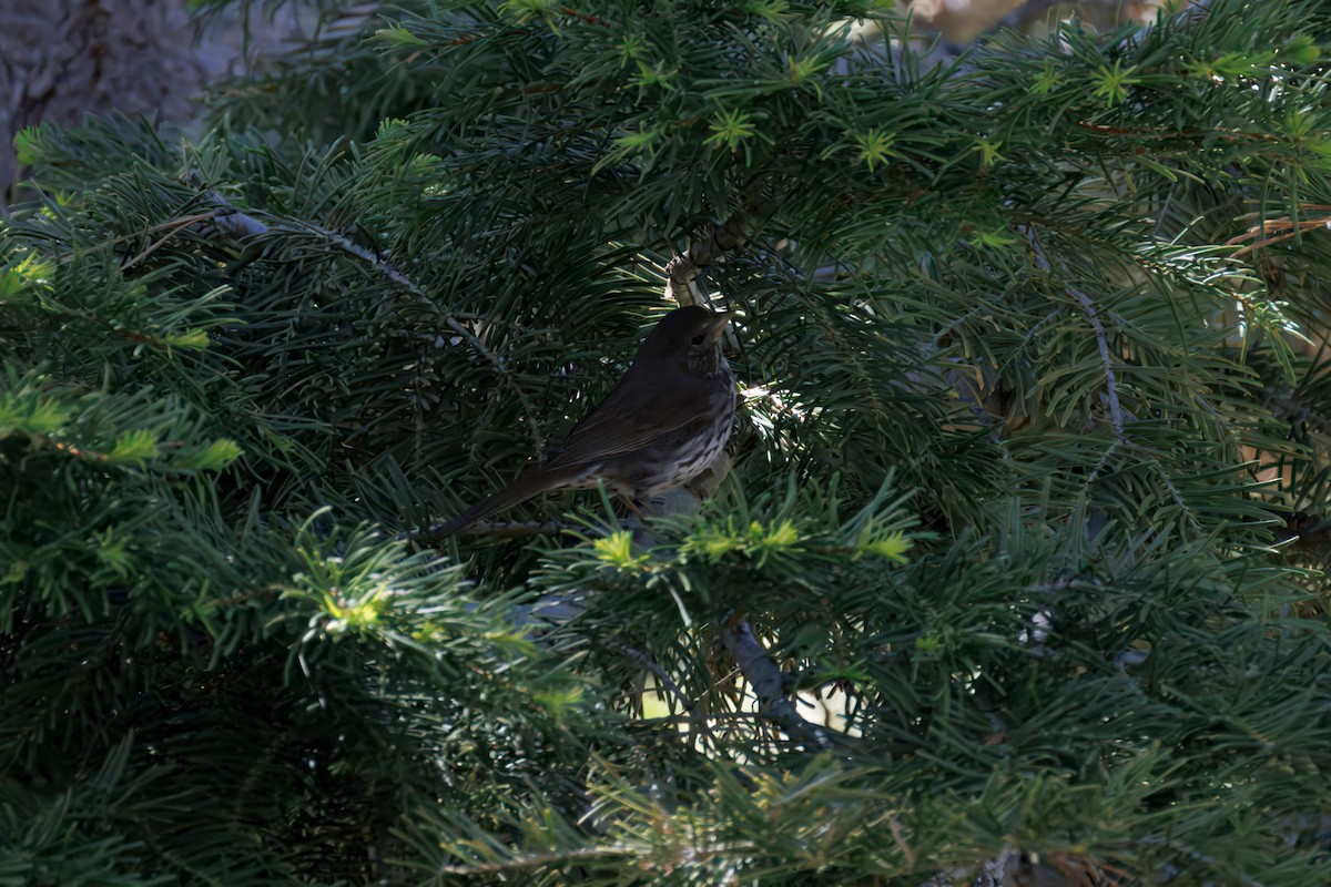 Song Sparrow - ML638396553