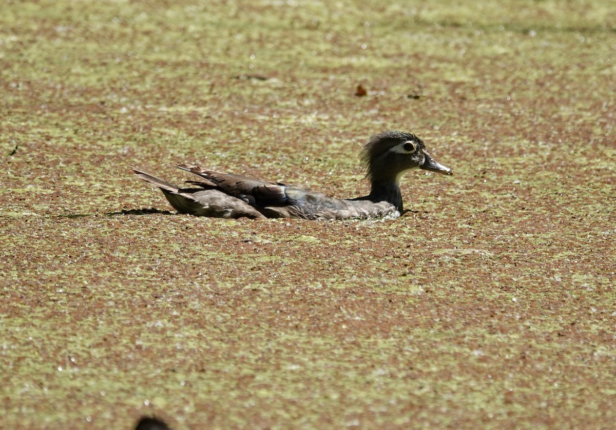 Wood Duck - ML638396554