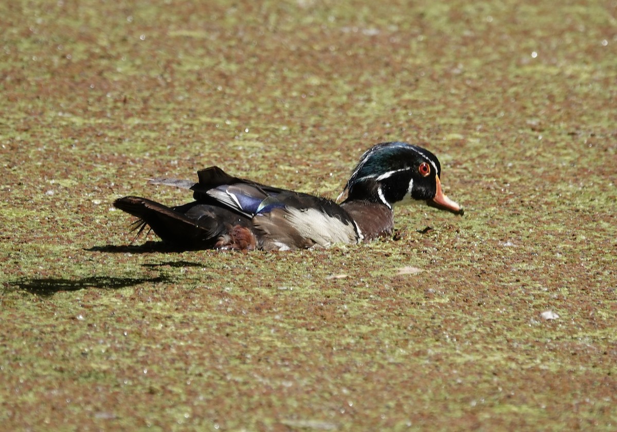 Wood Duck - ML638396555