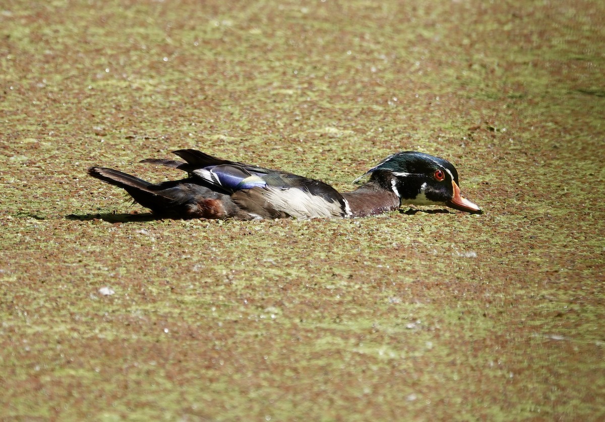 Wood Duck - ML638396556