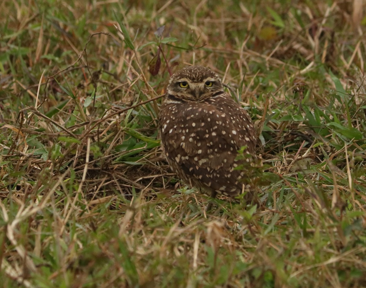 Burrowing Owl - ML638396558