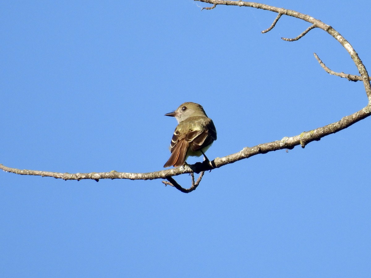 Great Crested Flycatcher - ML638396559