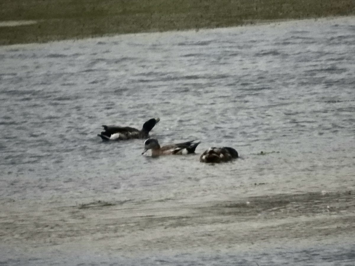 American Wigeon - ML638396560