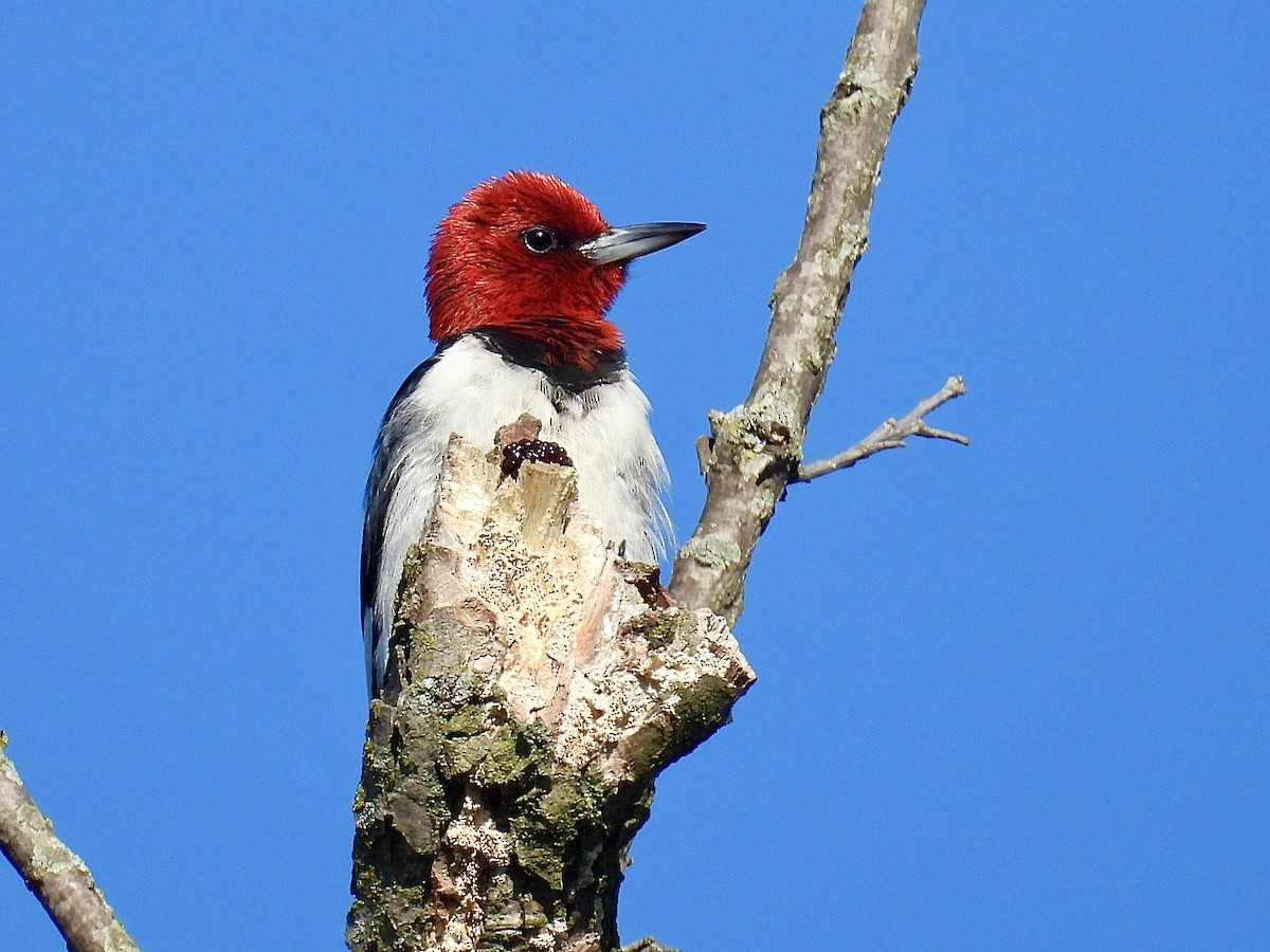 Red-headed Woodpecker - ML638396561