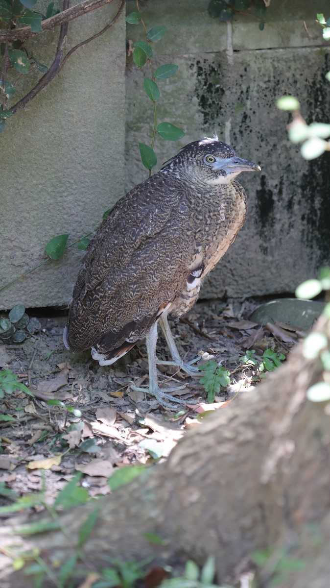 Malayan Night Heron - ML638396563